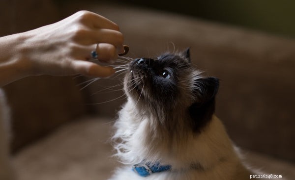 Boost Your Cat s Brainpower: Tips to Maintain Cognitive Health
