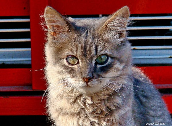 Boost Your Cat s Brainpower: Tips to Maintain Cognitive Health