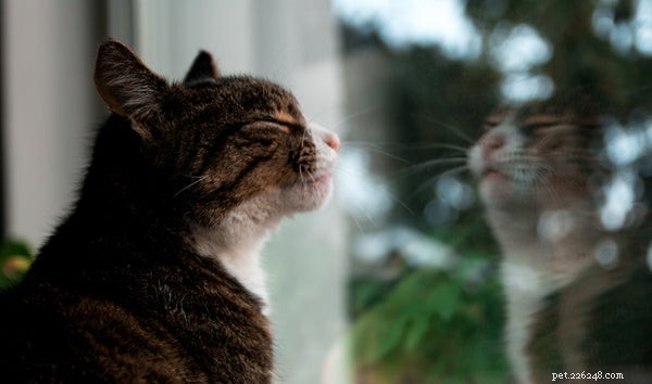 Boost Your Cat s Brainpower: Tips to Maintain Cognitive Health