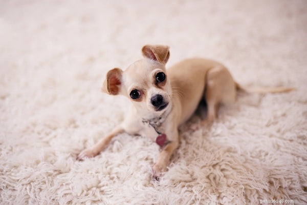 Top 5 Dog Breeds with the Longest Lifespan
