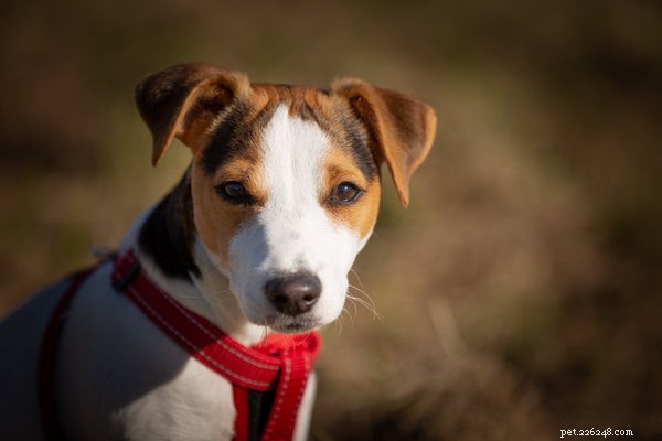 Top 5 Dog Breeds with the Longest Lifespan