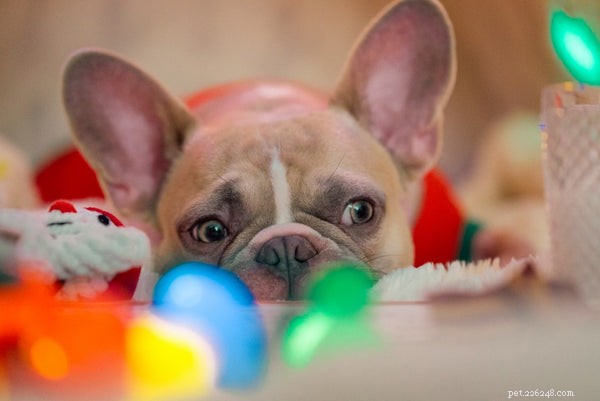 Essential Bulldog Health Concerns: What Every Owner Must Know