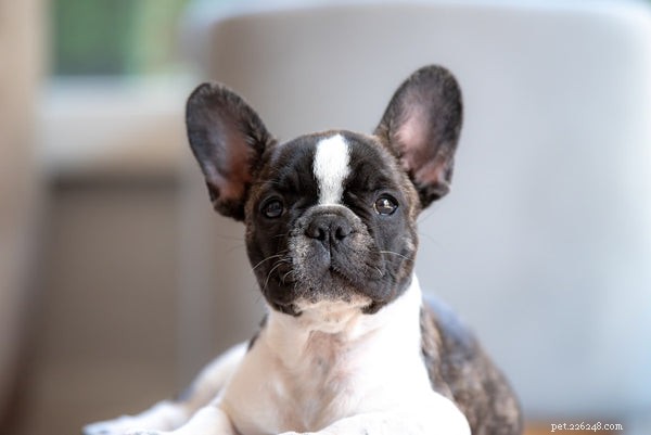 Essential Bulldog Health Concerns: What Every Owner Must Know