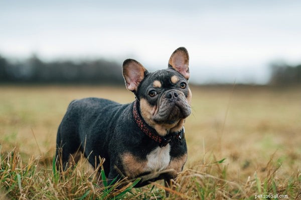 Essential Bulldog Health Concerns: What Every Owner Must Know