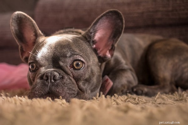 Essential Bulldog Health Concerns: What Every Owner Must Know