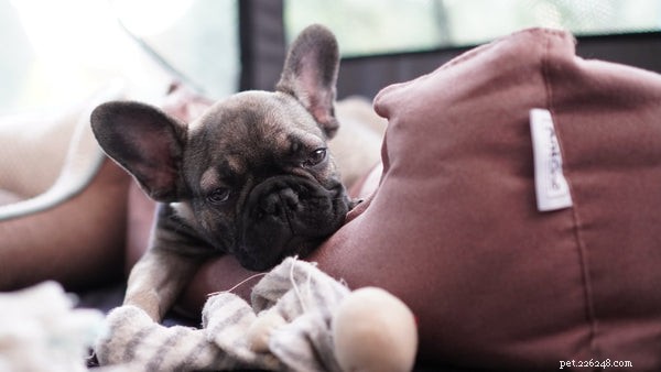 Essential Bulldog Health Concerns: What Every Owner Must Know
