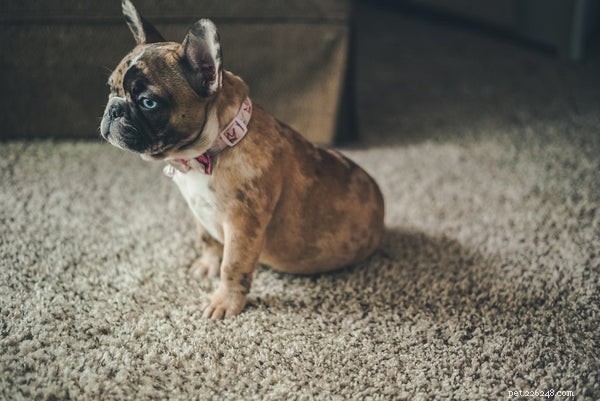 Essential Bulldog Health Concerns: What Every Owner Must Know