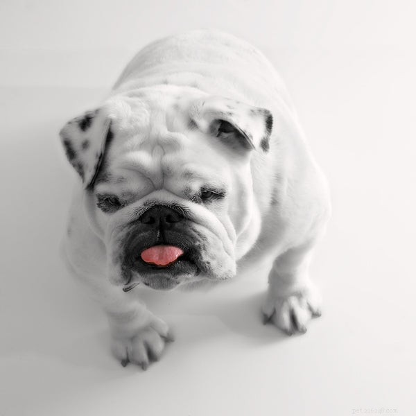Essential Bulldog Health Concerns: What Every Owner Must Know