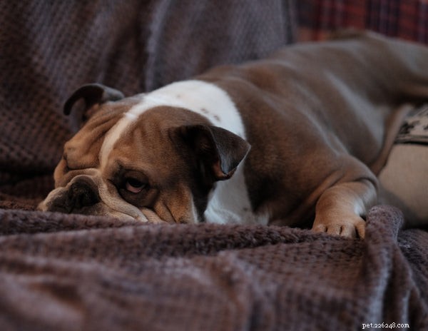 Essential Bulldog Health Concerns: What Every Owner Must Know