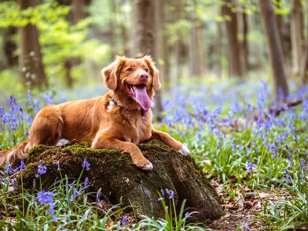 Key Indicators of Optimal Health in Your Dog