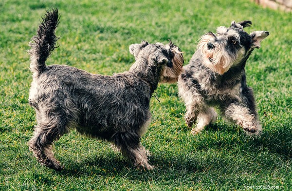 Key Indicators of Optimal Health in Your Dog