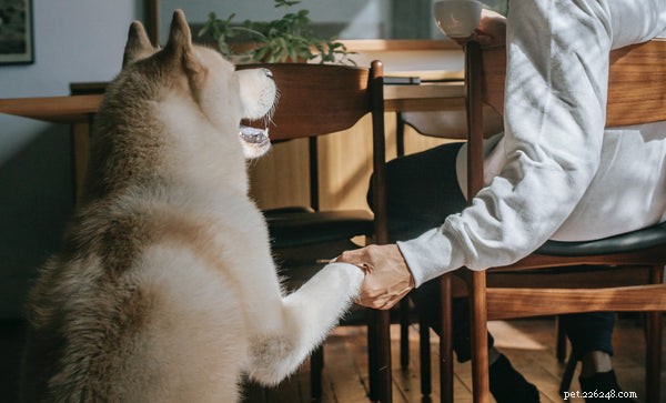 Three Must‑Learn Dog Tricks to Keep Your Pet Sharp and Happy