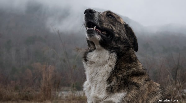 Three Must‑Learn Dog Tricks to Keep Your Pet Sharp and Happy