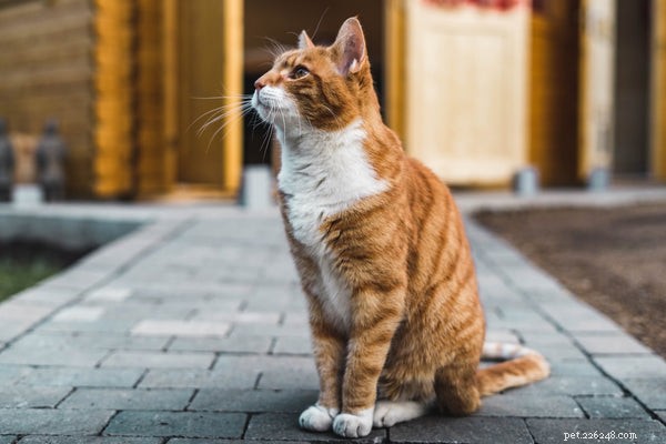 Optimal Senior Cat Nutrition: Key Dietary Adjustments for Health and Longevity