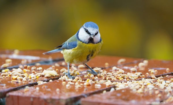 Extend Your Bird’s Longevity: 3 Expert-Backed Tips for a Longer Life