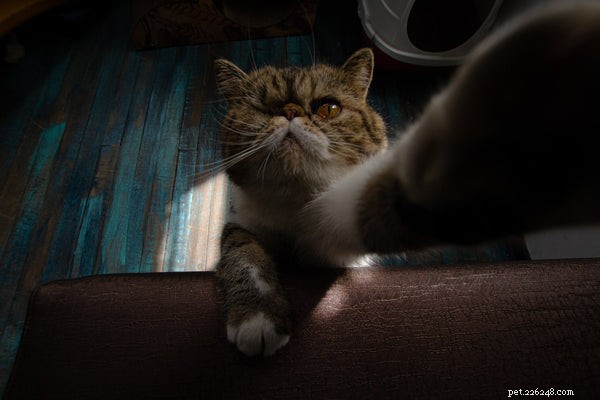 Optimal Senior Cat Nutrition: Key Dietary Adjustments for Health and Longevity