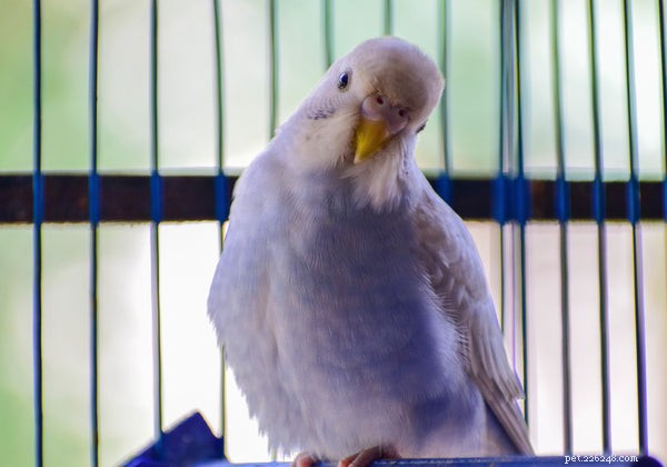 Extend Your Bird’s Longevity: 3 Expert-Backed Tips for a Longer Life