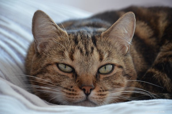 Optimal Senior Cat Nutrition: Key Dietary Adjustments for Health and Longevity