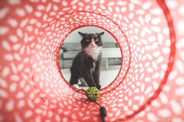 Playing With Cats: 3 Key Benefits for Your Feline and Your Well-Being