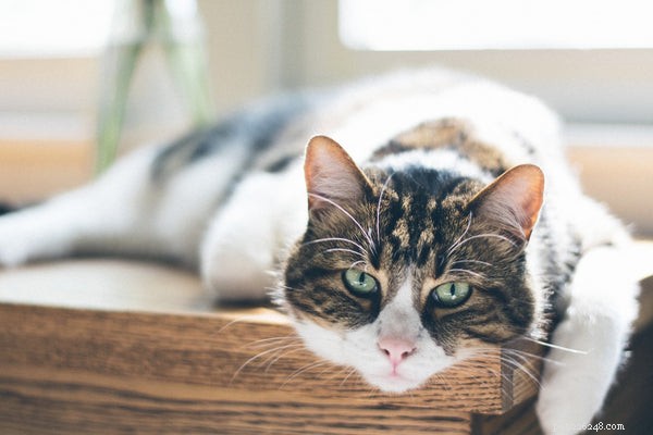 Optimal Senior Cat Nutrition: Key Dietary Adjustments for Health and Longevity