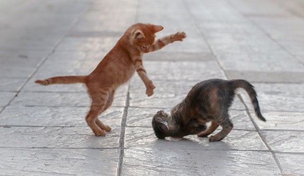 Playing With Cats: 3 Key Benefits for Your Feline and Your Well-Being