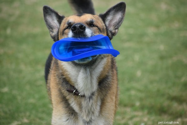 Top Exercise Routines for German Shepherds: Boost Energy & Health