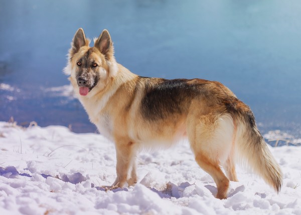 Top Exercise Routines for German Shepherds: Boost Energy & Health