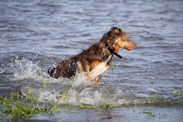 Top Exercise Routines for German Shepherds: Boost Energy & Health