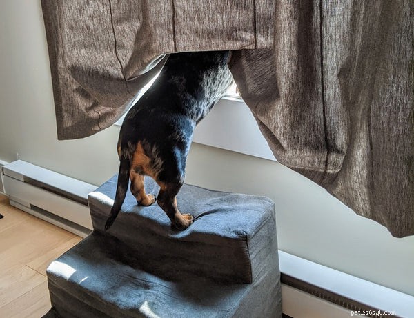 Understanding Canine Hip Dysplasia: Causes, Symptoms, and Treatment Options