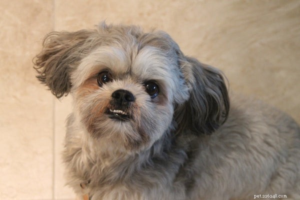Comprehensive Guide to Bathing and Grooming Your Shih Tzu