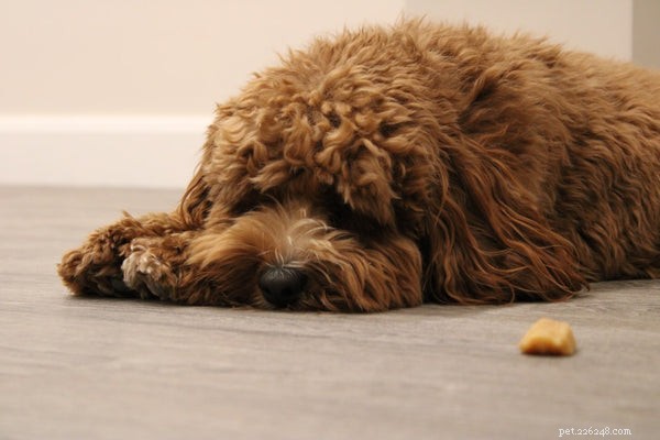 Dog Allergies Explained: Recognize Symptoms & Take Action