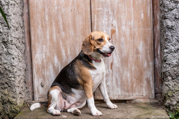 Spotting Health Issues in Beagles Early