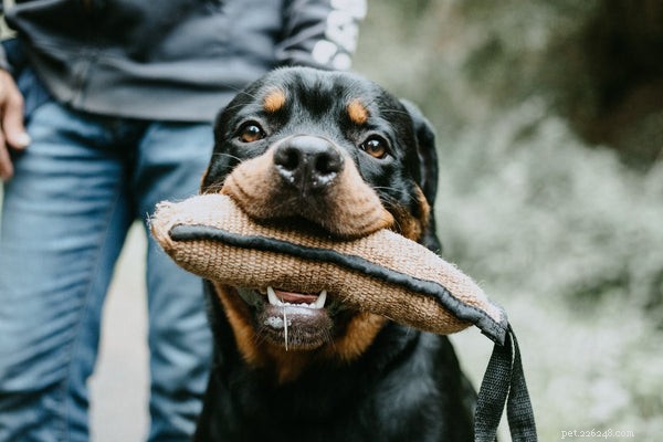 Optimal Nutrition for Your Rottweiler Puppy: A Comprehensive Feeding Guide