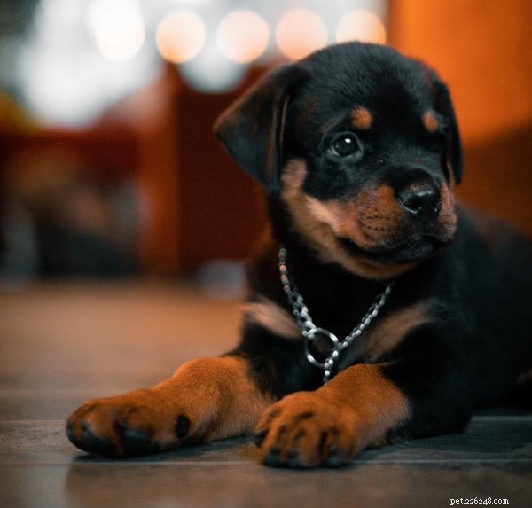 Optimal Nutrition for Your Rottweiler Puppy: A Comprehensive Feeding Guide