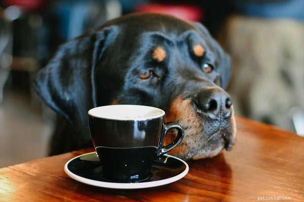 Optimal Nutrition for Your Rottweiler Puppy: A Comprehensive Feeding Guide