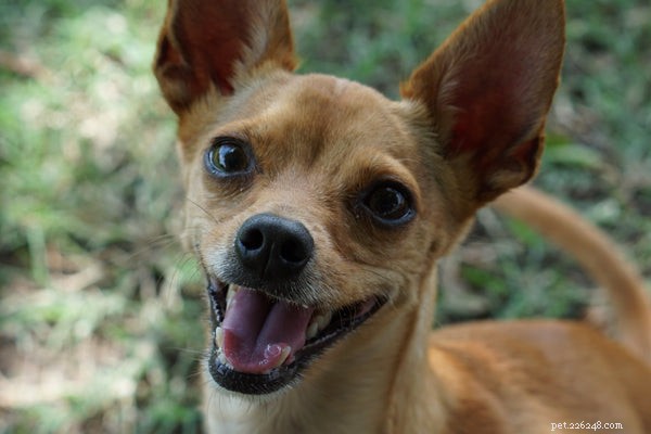 Are Chihuahuas the Ideal Pet? Pros & Cons You Should Know