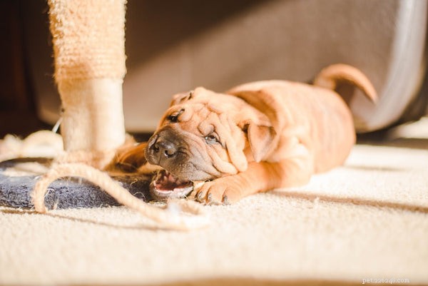 Are Pets at Risk of Contracting COVID‑19? What You Need to Know