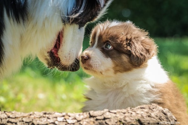 Are Pets at Risk of Contracting COVID‑19? What You Need to Know