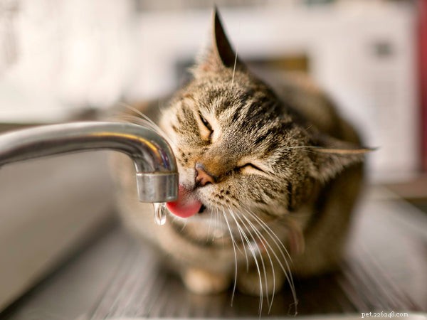 Boost Your Cat s Lifespan: Proven Tips for a Healthier, Longer Life