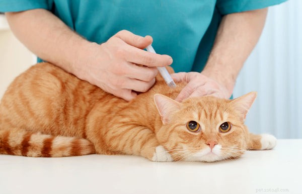 Boost Your Cat s Lifespan: Proven Tips for a Healthier, Longer Life
