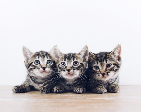 Boost Your Cat s Lifespan: Proven Tips for a Healthier, Longer Life