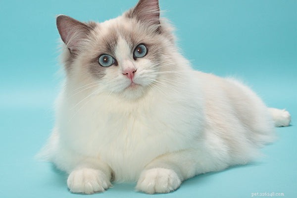 Adopting Ragdoll Kittens: A Comprehensive, Expert Guide