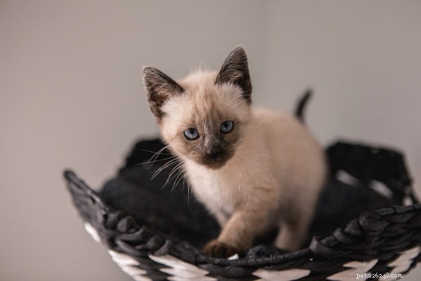 Adopting Ragdoll Kittens: A Comprehensive, Expert Guide