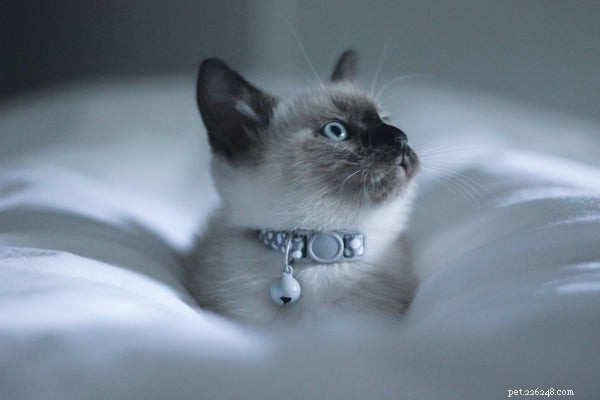 Adopting Ragdoll Kittens: A Comprehensive, Expert Guide