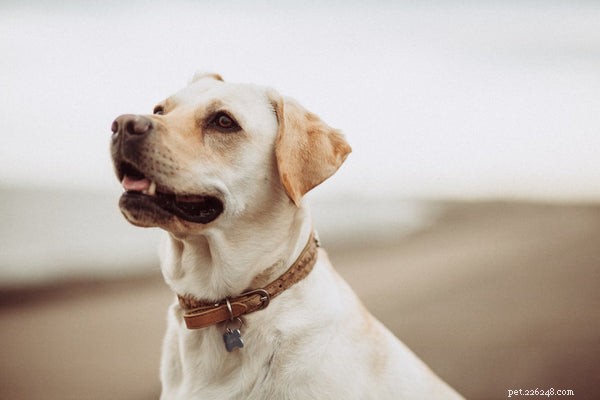 Can Dogs Contract COVID-19? Understanding the Risks & Latest Research