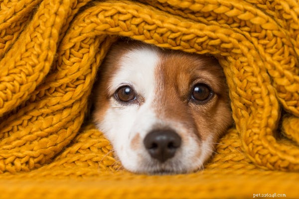 Can Dogs Contract COVID-19? Understanding the Risks & Latest Research