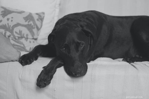 Can Dogs Contract COVID-19? Understanding the Risks & Latest Research