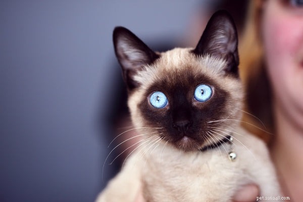 How to Adopt Siamese Kittens: A Trusted Guide