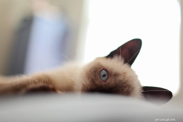 How to Adopt Siamese Kittens: A Trusted Guide
