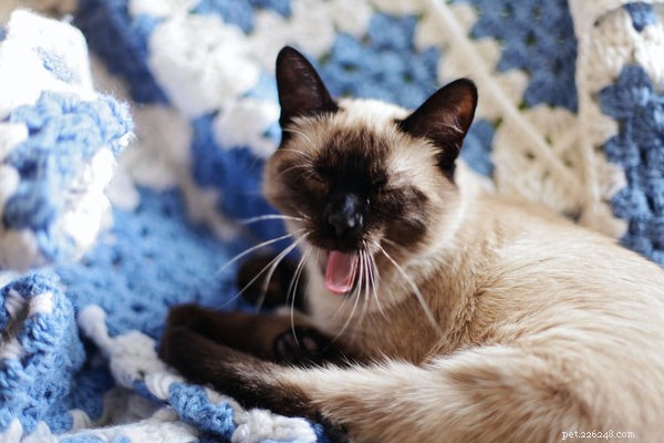 How to Adopt Siamese Kittens: A Trusted Guide